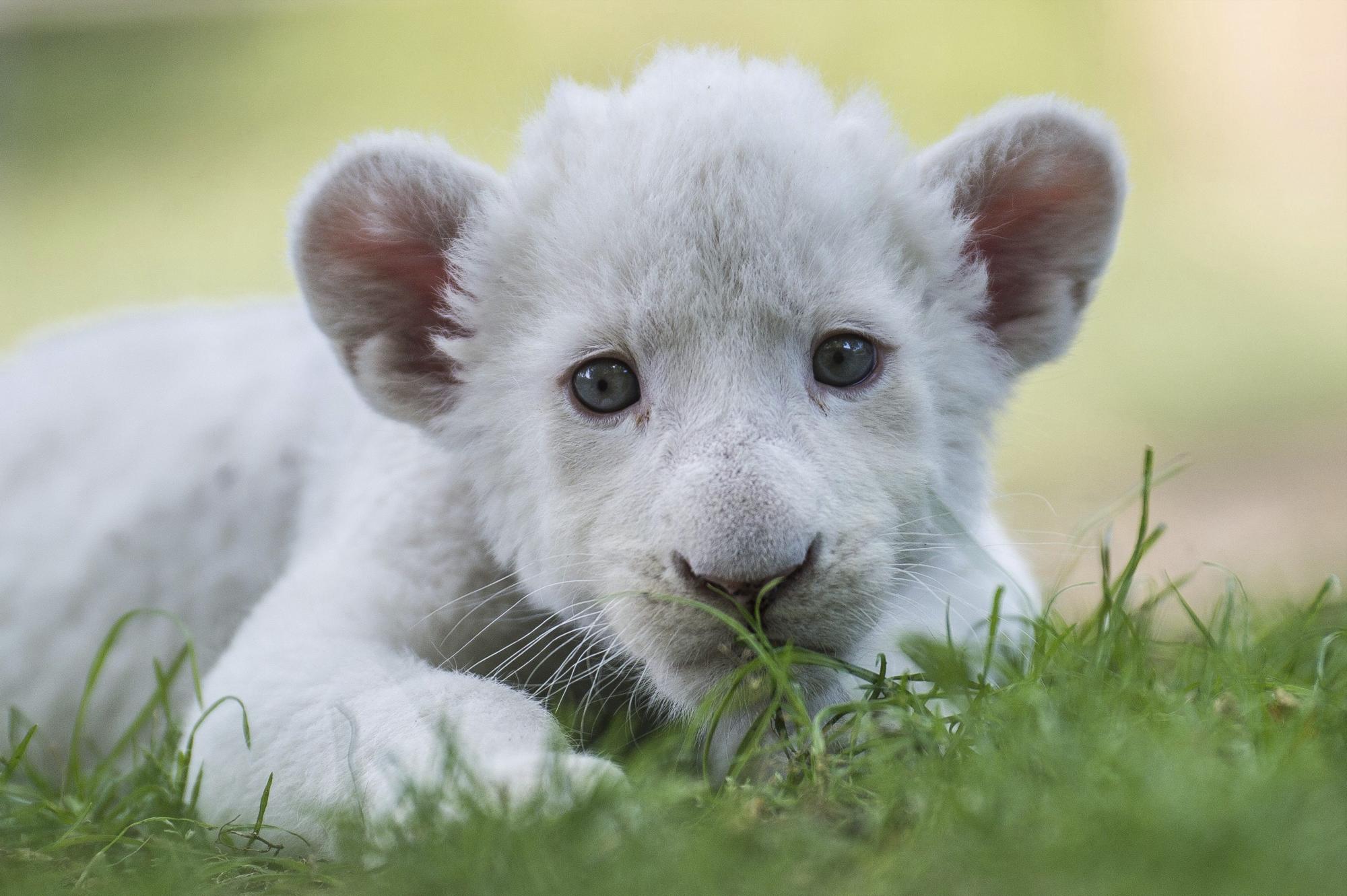 Cría de león albino en zoológico de Hungría