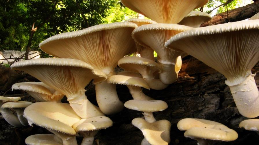 La capacidad para absorber dióxido de carbono depende de un hongo