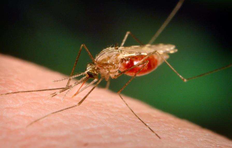 República Dominicana se encamina a erradicar la malaria para el año 2020