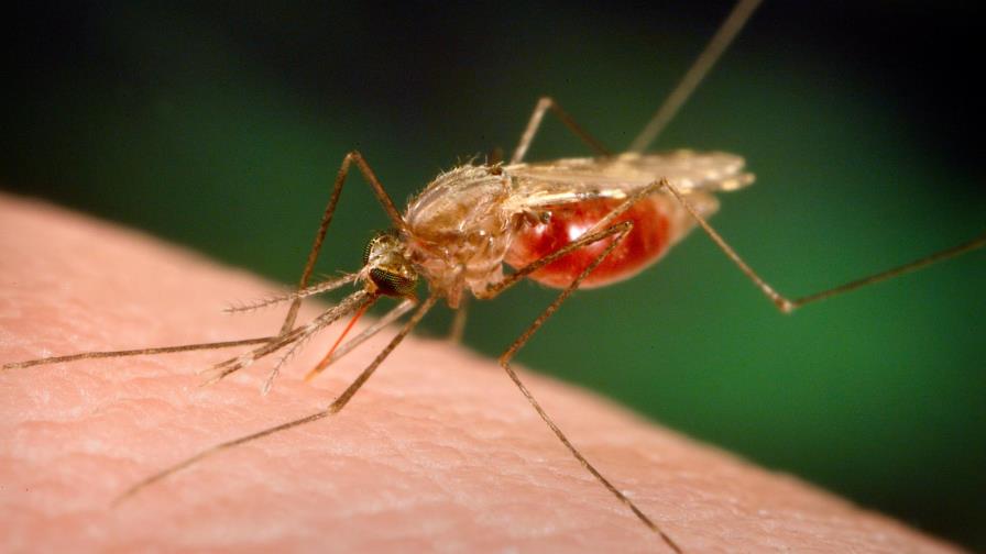 República Dominicana se encamina a erradicar la malaria para el año 2020 República Dominicana se encamina a erradicar la malaria para el año 2020