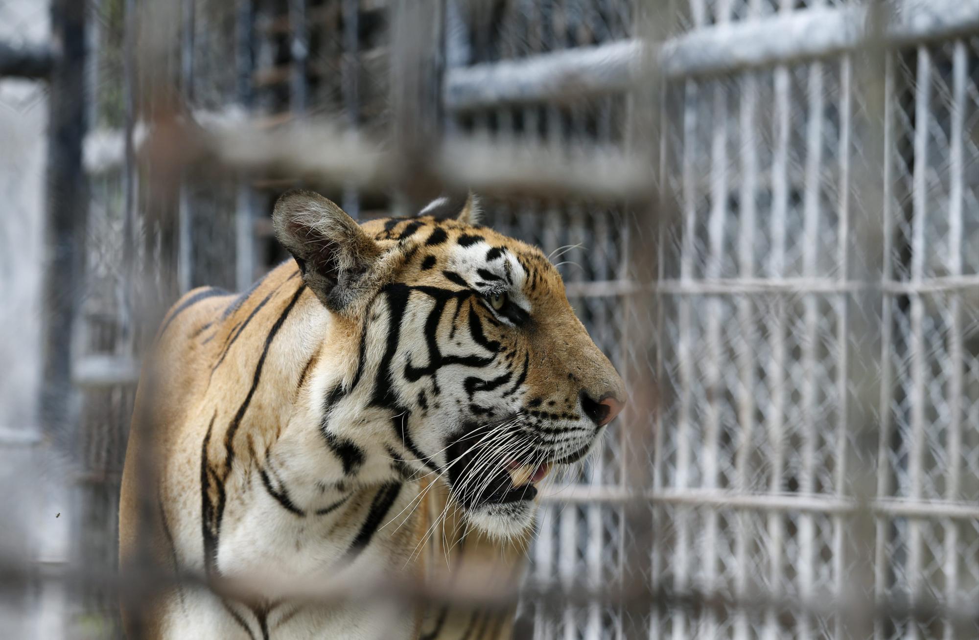 Tigres incautados en Tailandia