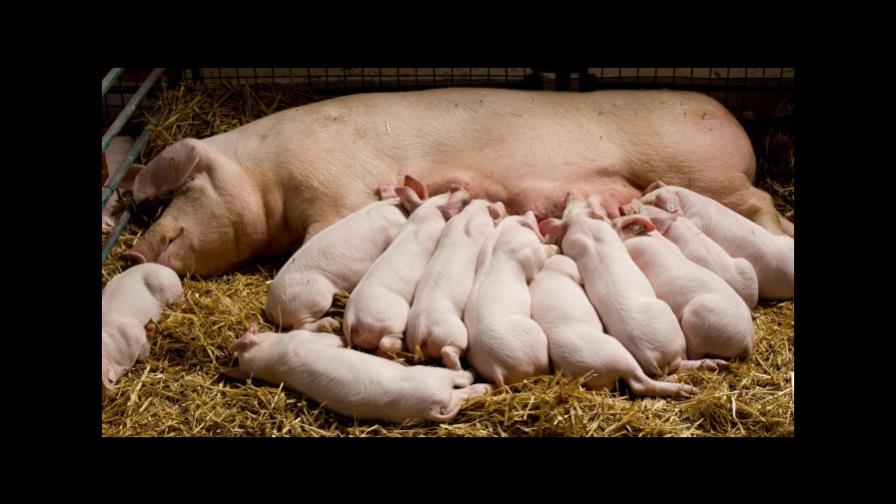 Dirección de Ganadería niega hayan muerto dos mil cerdos por fiebre porcina en Hato Mayor Dirección de Ganadería niega hayan muerto dos mil cerdos por fiebre porcina en Hato Mayor