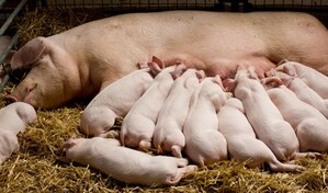 Hip&oacute;lito Mej&iacute;a critica manejo de la peste porcina: ha sido una irresponsabilidad de los productores