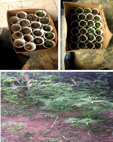 Decomisan cultivo de más de 100 plantas de marihuana en Jarabacoa