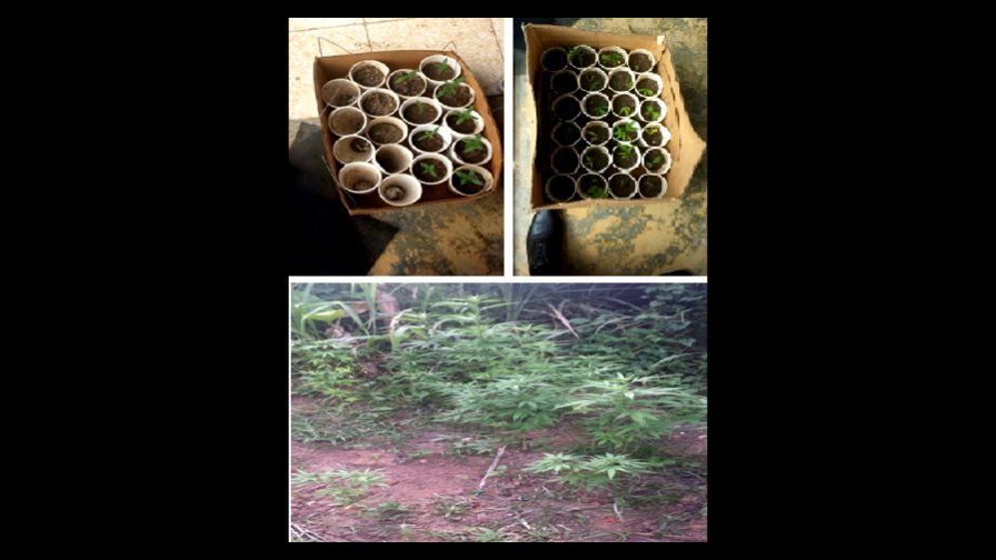 Decomisan cultivo de más de 100 plantas de marihuana en Jarabacoa