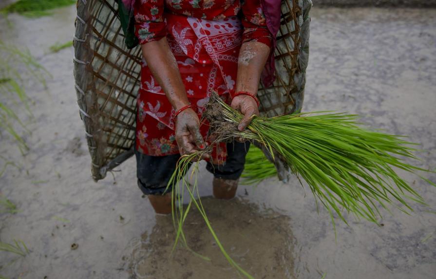 Nepal vende arroz donado tras al terremoto al no poder darlo a los afectados