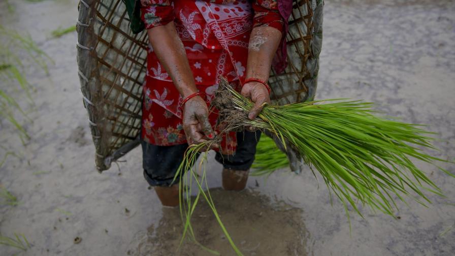 Nepal vende arroz donado tras al terremoto al no poder darlo a los afectados Nepal vende arroz donado tras al terremoto al no poder darlo a los afectados
