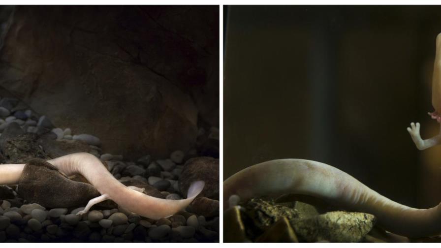 La “cría de dragón” desvela por primera vez el secreto de su nacimiento