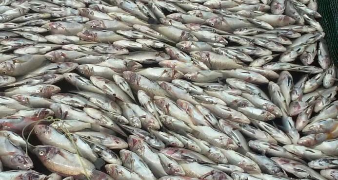 Esperan investigación por muerte de peces en proyecto La Bombita