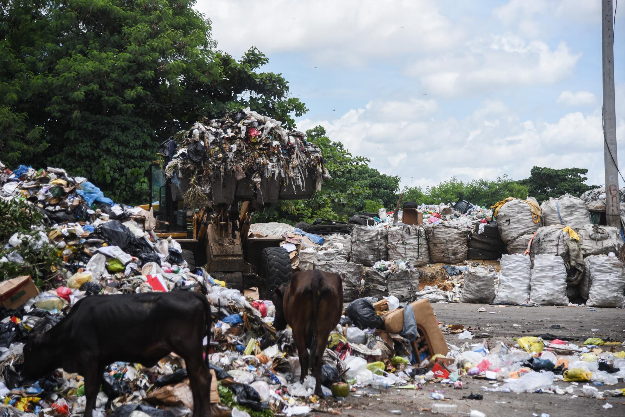 Las vacas escarban entre la basura de la estación de transferencia.