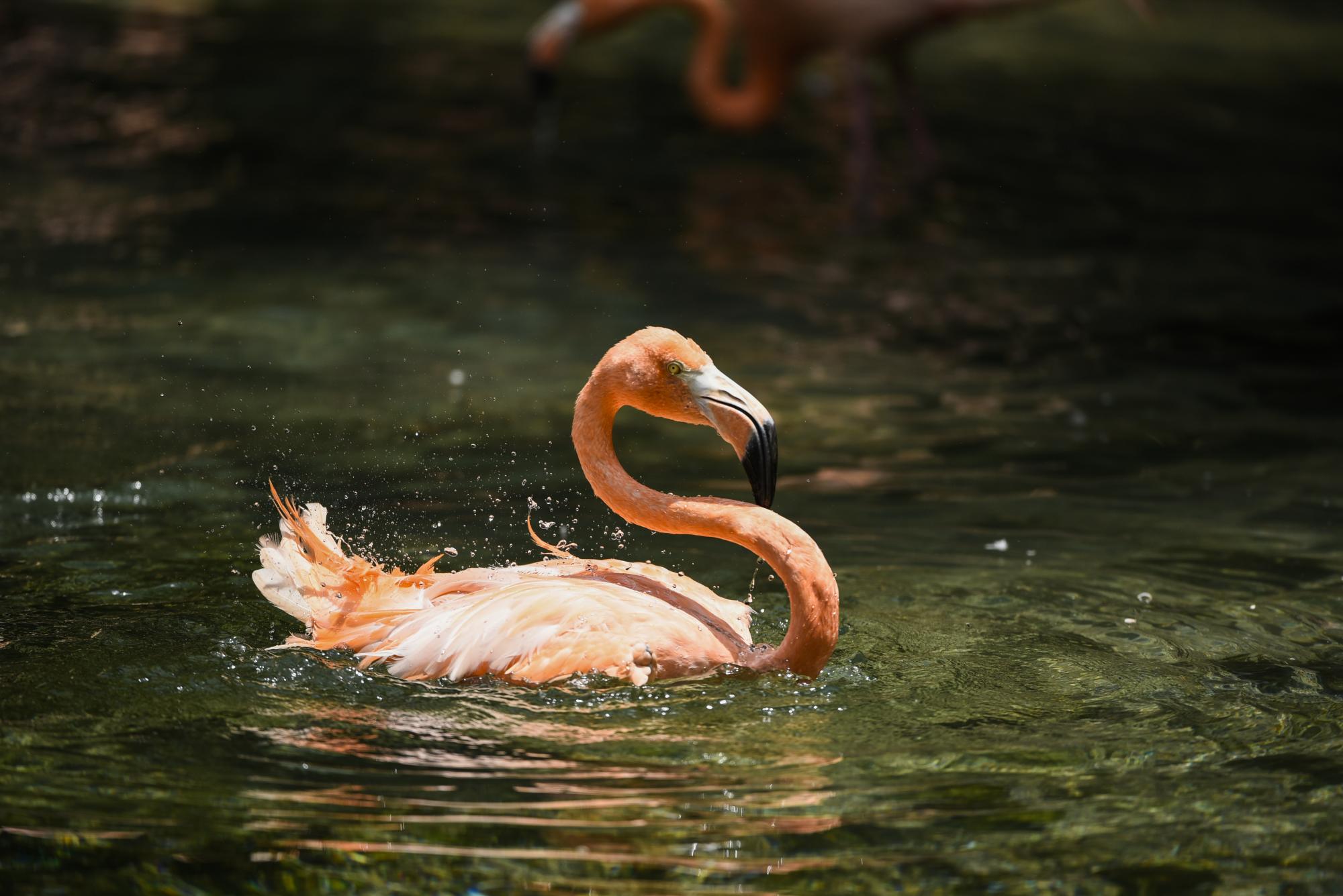 EL LAGO DE LOS CISNES. No tiene nada que ver con el ballet de Chaikovski, pero casi; esta ave -consagrada a Apolo, como “Dios de la Música”, según la mitología griega- recibe a todo el que visita el Zoodom.