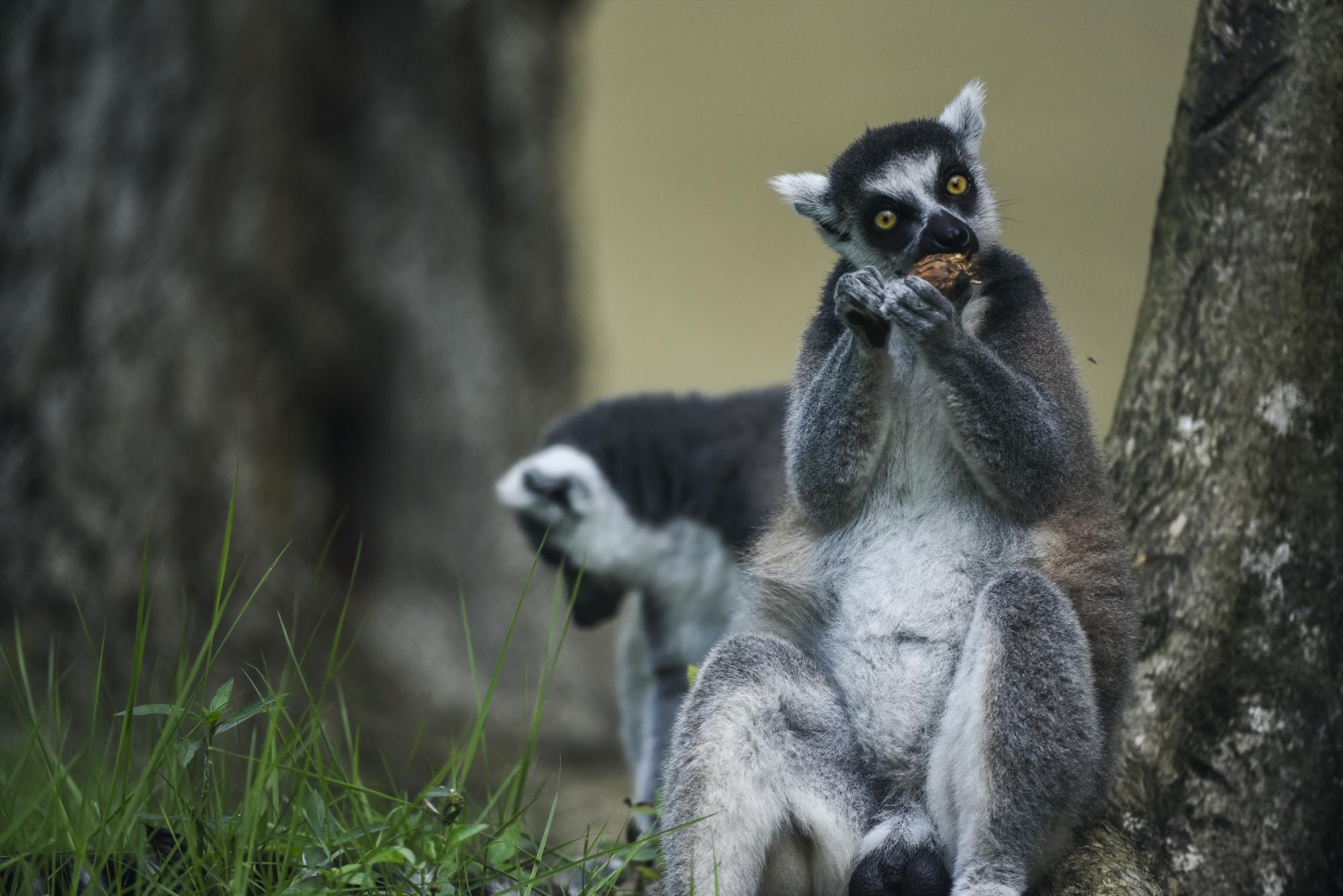 LOS  “REYES” LÉMURES. ¿Cómo olvidar al  famoso Rey Julien de “Madagascar” y a su archicoreada canción “Quiero mover el bote”? Si quieres fotografiarte con los de su especie, he aquí tu oportunidad.