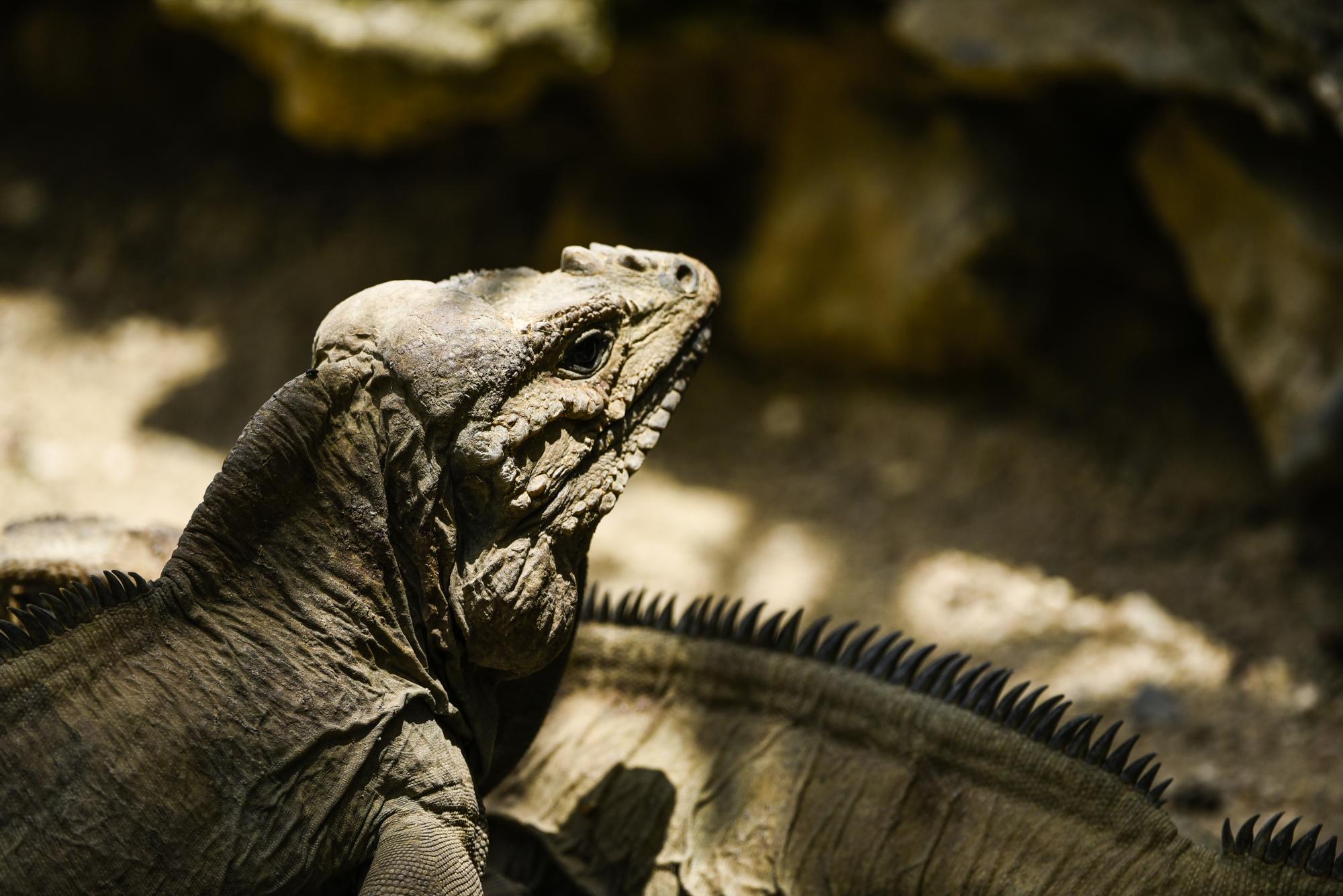 PARA EL ZOO-INFANTIL. Ingresar a esta área, que simula ser un recorrido por una granja, cuesta RD$30 (abierta de 9:00 a.m. a 3:30 p.m.). Esta exhibe diversas especies y es rentada para realizar eventos.