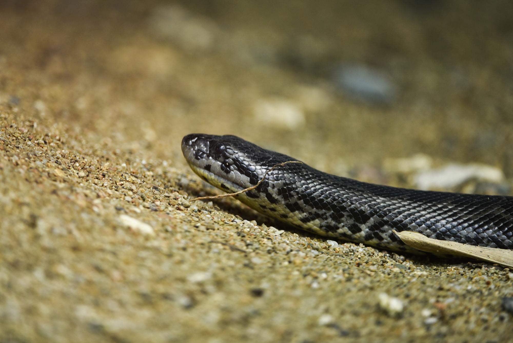 ¡SSSH! EL SERPENTARIO. Aquí serpientes y anfibios comparten espacio... ¡eso sí, detrás de un vidrio en 360°! Así que, atrévete a diferenciar un sapo de una rana, o a mirar a los ojos de la boa o la pitón.