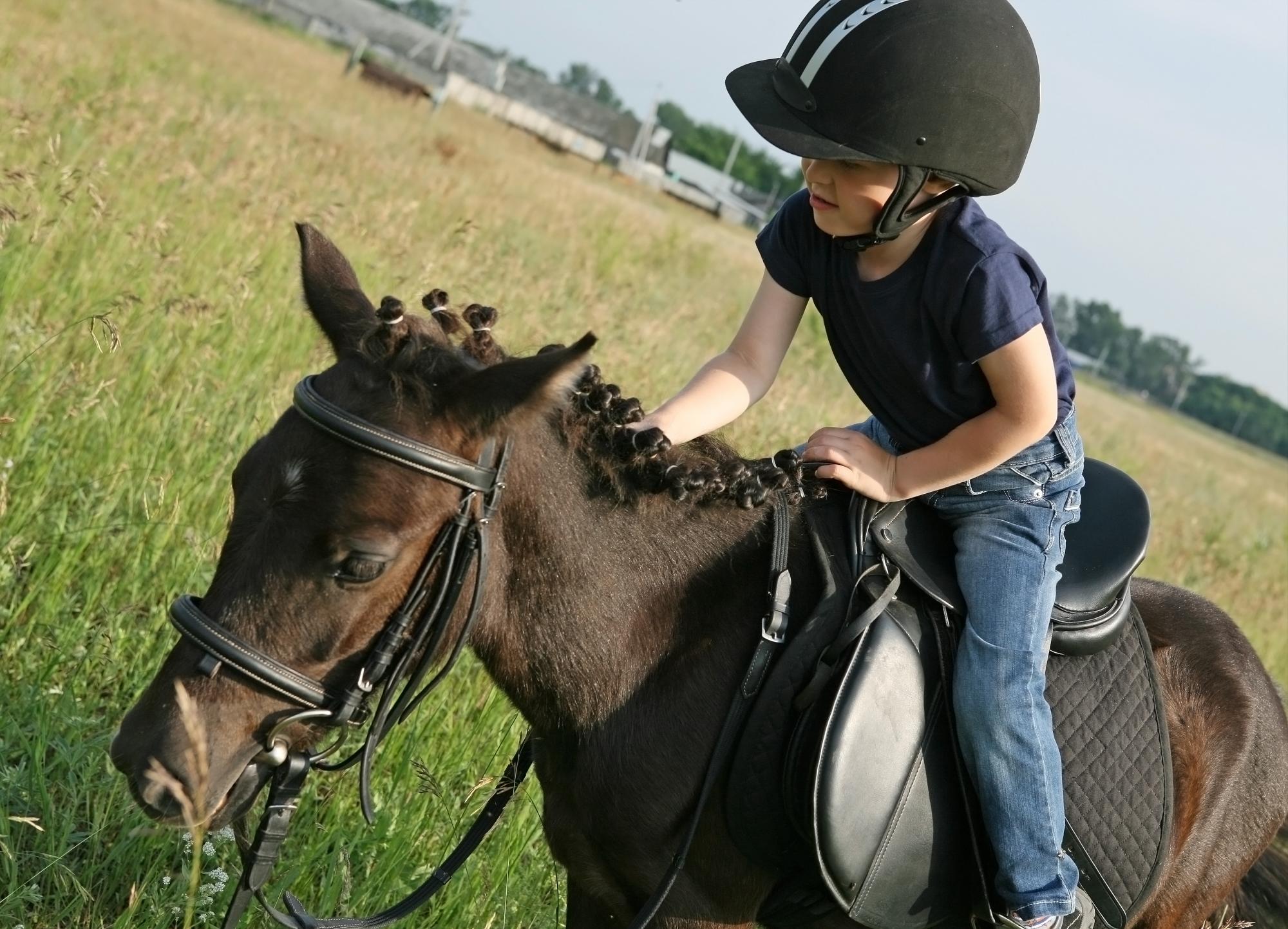 MI PEQUEÑO PONI... Estos pequeños caballos, que oscilan entre los 150 cm de altura y los 220 lb como peso promedio, están disponibles para pasear a los niños (menores de 100 libras) por RD$50.