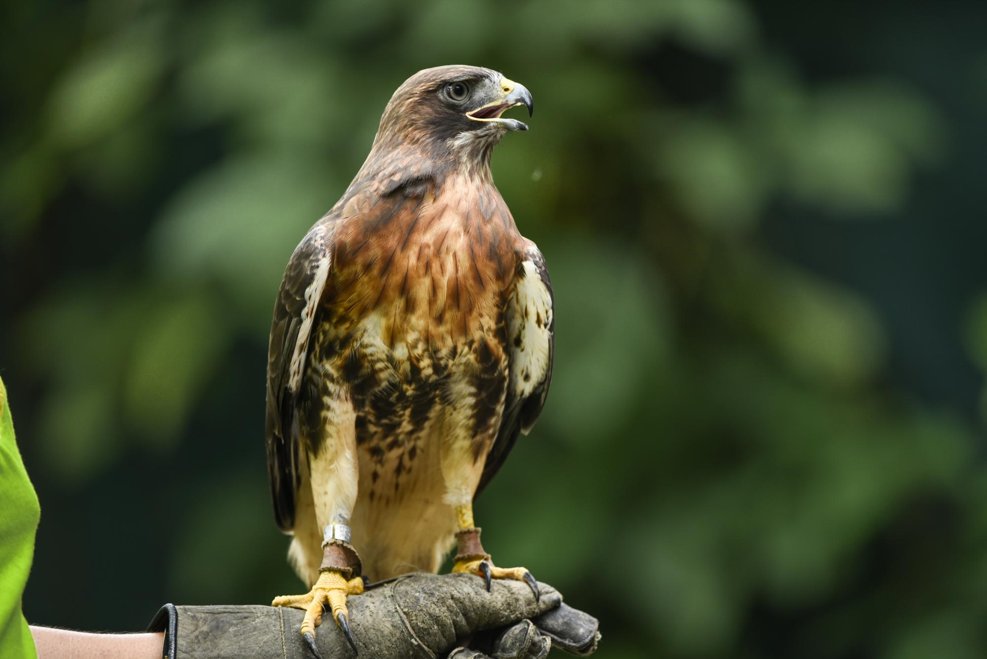 ¡AVES ENTRENADAS! Cotorras, pericos, guaraguaos, mauras, lechuzas... llegan aquí para ser rehabilitadas y liberadas; mientras,  disfrutas de sus  shows (de mié. a dom., de 10 a.m. y 3 p.m.) por RD$30.