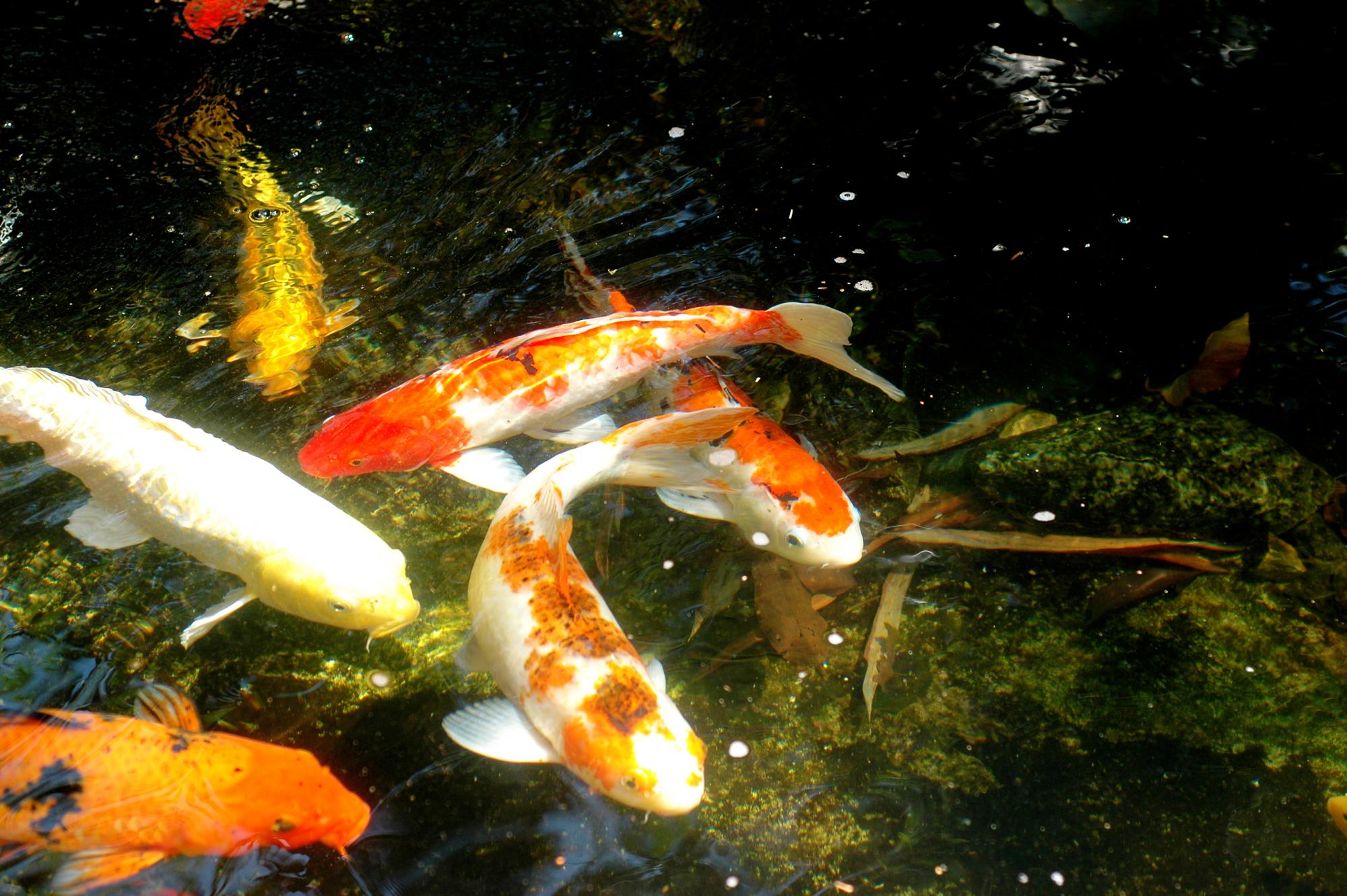 CARPA DE PECES KOI. Para el 41 aniversario del Zoológico, aquí se habilitará un espacio donde el público podrá tomarse fotos y disfrutar de estos peces (koi) que representan el amor y la amistad.