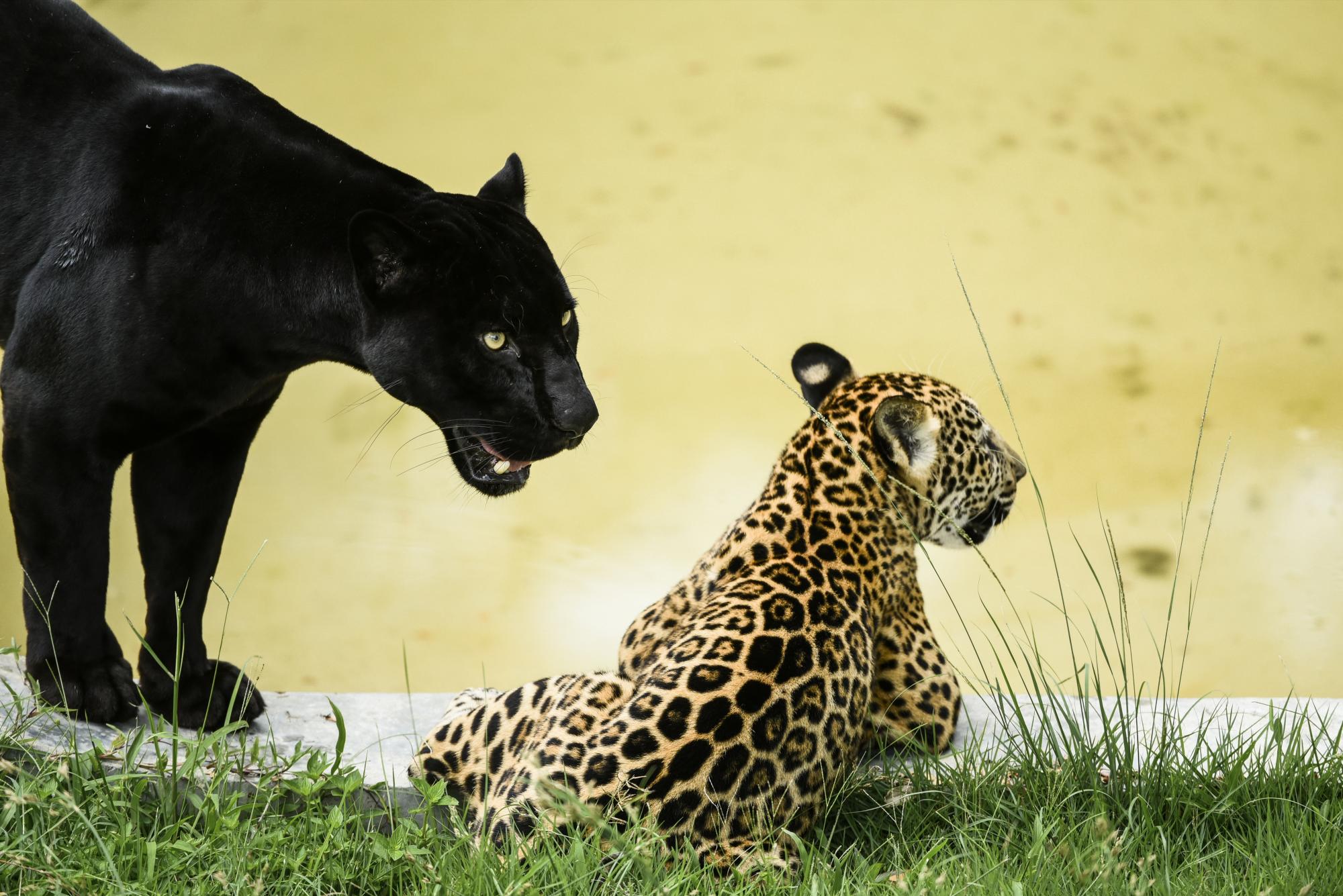 PLAZA DE JAGUARES. Esta es la primera parada que hace el tren en su recorrido. Allí destaca la presencia de una cachorrita jaguar, llamada Tania, que nació a fines del año pasado (el 24 de octubre).