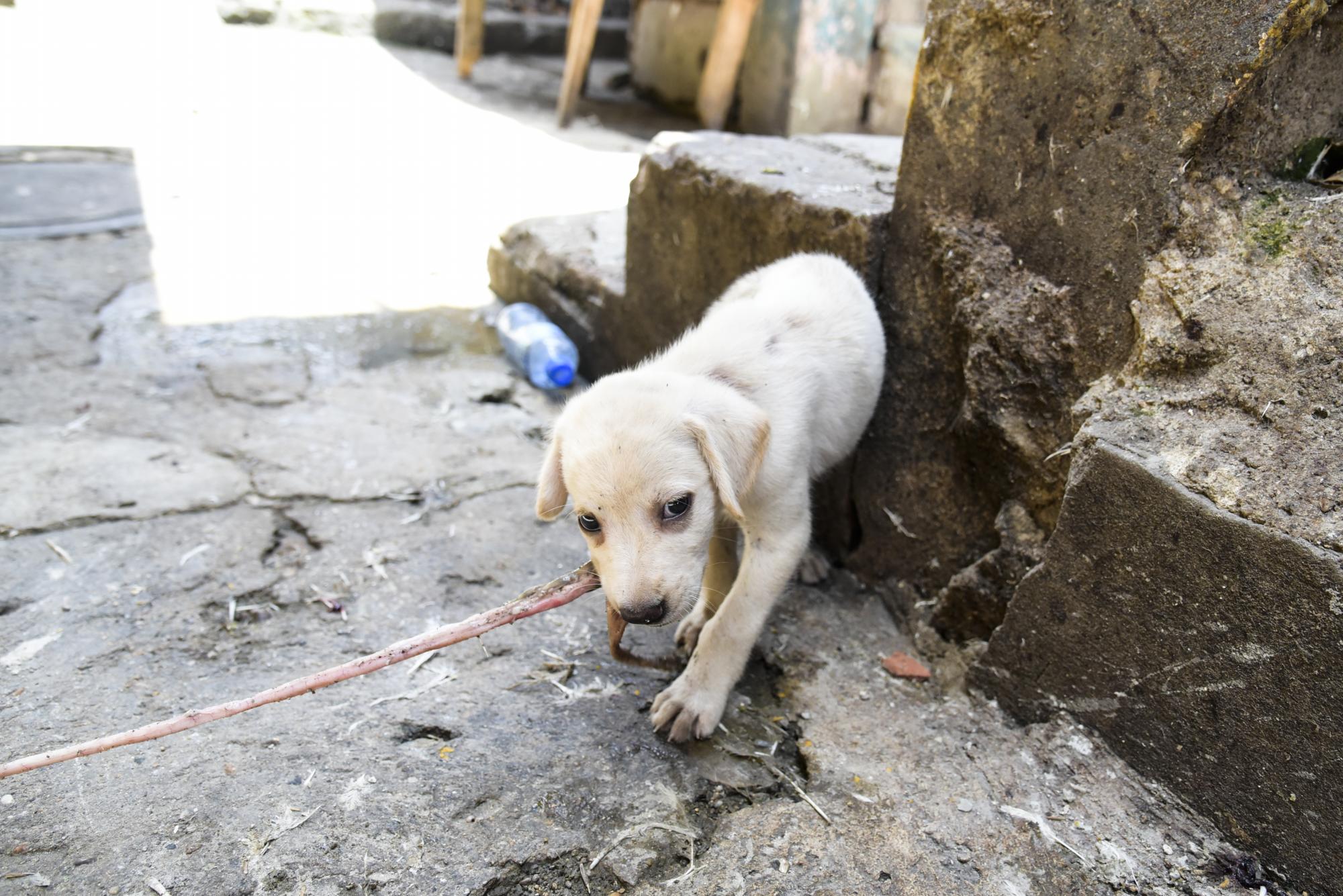 Un perrito trata de masticar una tripa de un pollo en el Mercado Modelo.