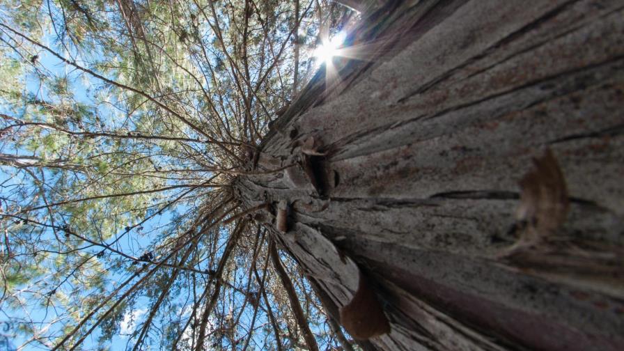 Los bosques de pino de la Cordillera y de otras zonas del país están en peligro