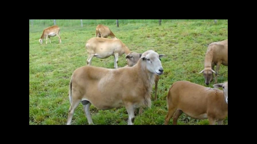 FAO: erradicar la peste de pequeños rumiantes beneficiará a ganaderos pobres