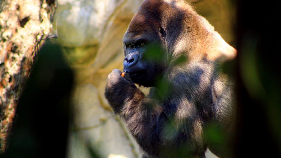 Muere gorila anestesiado durante traslado a zoológico en México