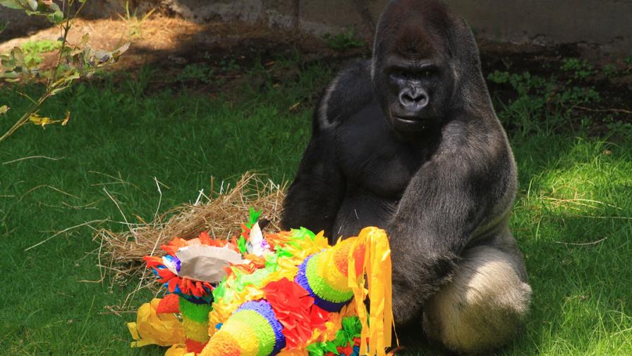 Traslado que acabó con muerte de gorila en México, una “cadena de errores”