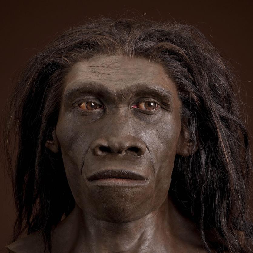 El homo erectus ya andaba como el hombre moderno hace 1,5 millones de años