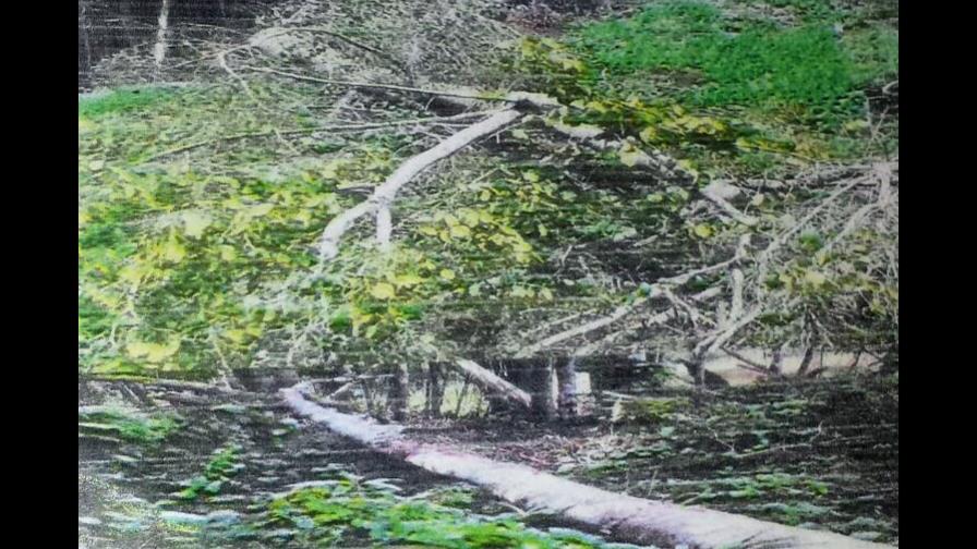 Medio Ambiente somete a la justicia a ciudadano alemán por cortar árboles en área protegida Medio Ambiente somete a la justicia a ciudadano alemán por cortar árboles en área protegida