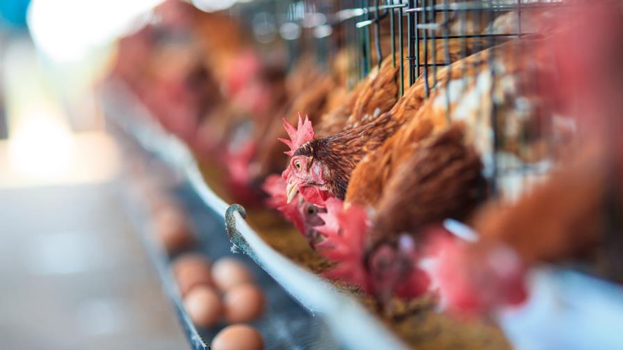 Cambiando los establos por gallineros 