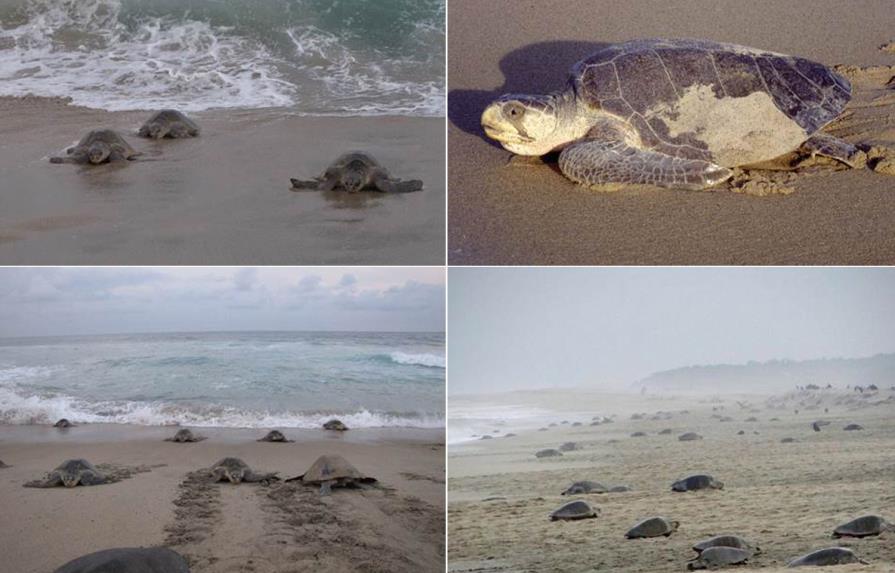 Unas 30,000 tortugas golfinas llegan a santuario mexicano de Playa Escobilla