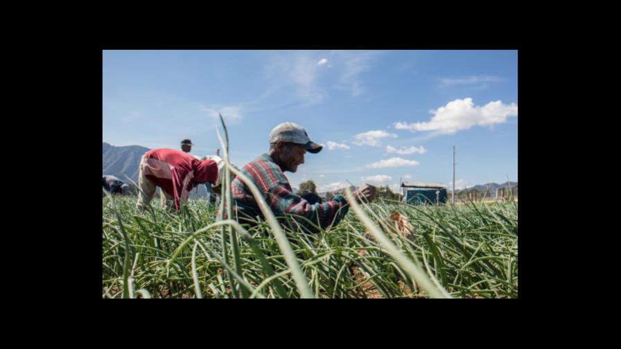 Productores de Constanza, en quiebra: “No queremos dádivas, sino garantías” 