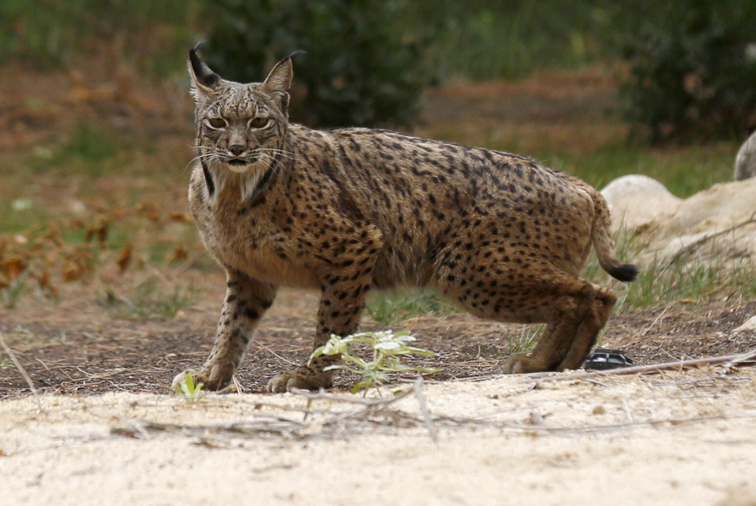 Instalaciones de zoológico madrileño dedicadas al lince ibérico