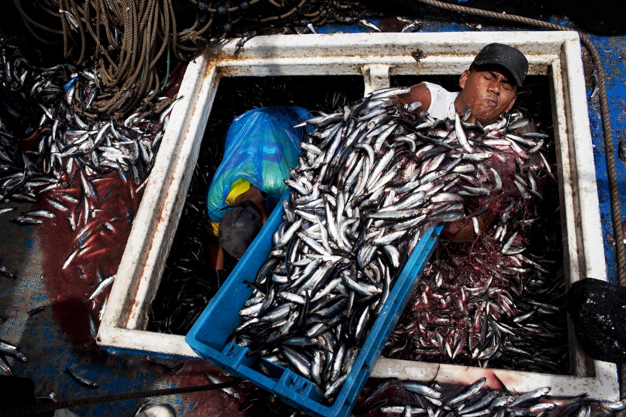 En esta imagen de archivo del 7 de diciembre de 2012, Marvin Vega descarga una caja de anchoas de la bodega de un boliche, como se conoce en Perú a los botes que emplean los pescadores de red, en el puerto de El Callao, Perú. El desarrollo del mayor y más antiguo puerto de Perú, emprendido por una gran compañía de mercancías con sede en Holanda, expandirá las operaciones portuarias en los próximos años. Muchos pescadores temen que la modernización del puerto temen que la modernización del puerto tenga un impacto negativo en su modo de vida. 
