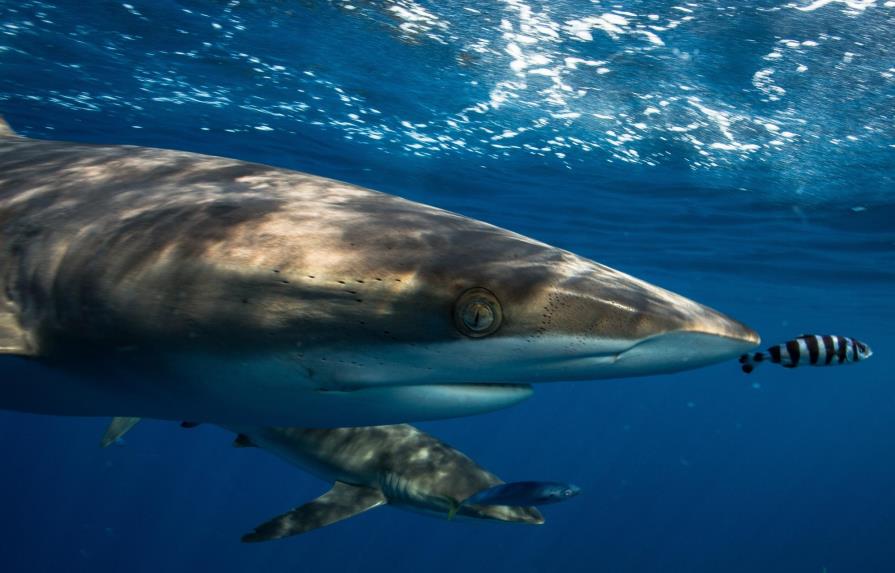 Buzo mexicano vuelca pasión por fotografiar tiburones en arrecife de Pacífico