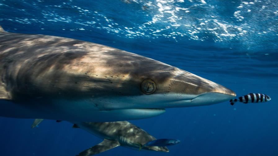 Buzo mexicano vuelca pasión por fotografiar tiburones en arrecife de Pacífico Buzo mexicano vuelca pasión por fotografiar tiburones en arrecife de Pacífico