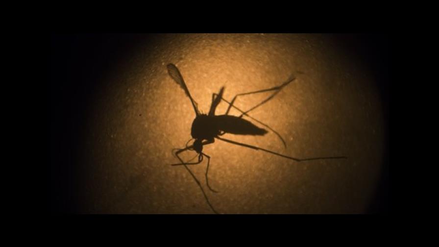 Puerto Rico rechaza fumigación del mosquito del Zika con insecticida naled