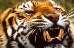 Un hombre muere atacado por un tigre tras saltar a su cercado en un zoo ingl&eacute;s
