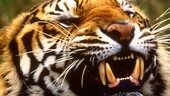 Un hombre muere atacado por un tigre tras saltar a su cercado en un zoo ingl&eacute;s