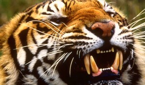 Un hombre muere atacado por un tigre tras saltar a su cercado en un zoo ingl&eacute;s