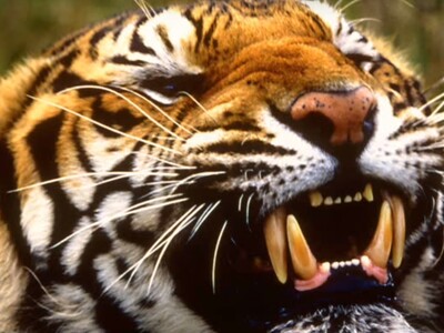 Hombre muerto en ataque de tigre en zoo
