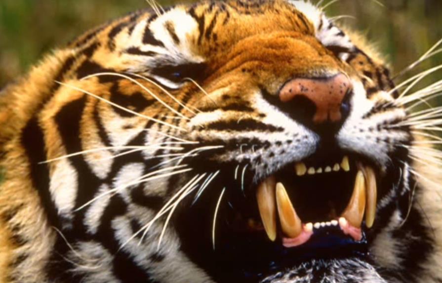 Una mujer muerta y otra herida tras ataque de un tigre en China 