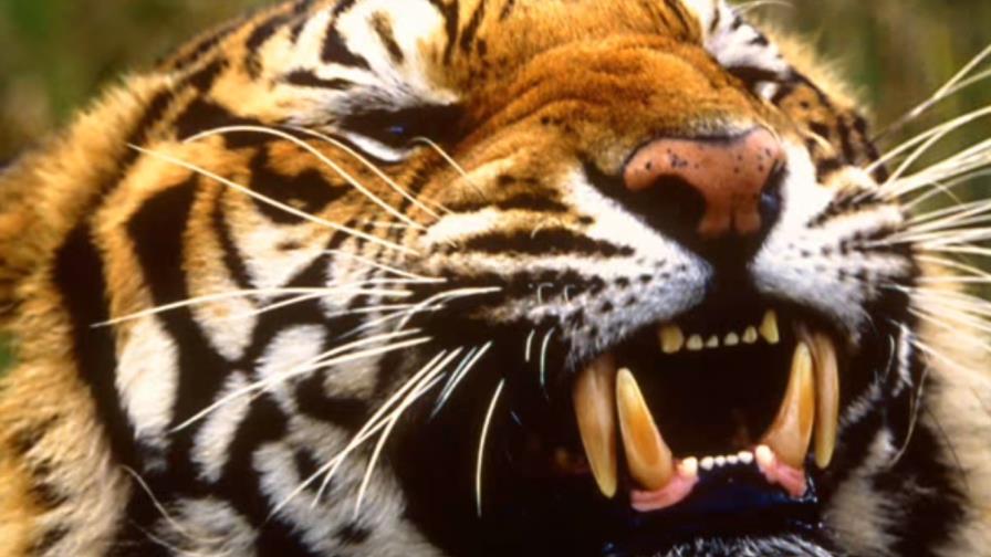Un hombre muere atacado por un tigre tras saltar a su cercado en un zoo inglés Un hombre muere atacado por un tigre tras saltar a su cercado en un zoo inglés