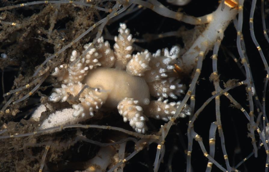 Descubren una nueva especie de invertebrado marino en la Antártida