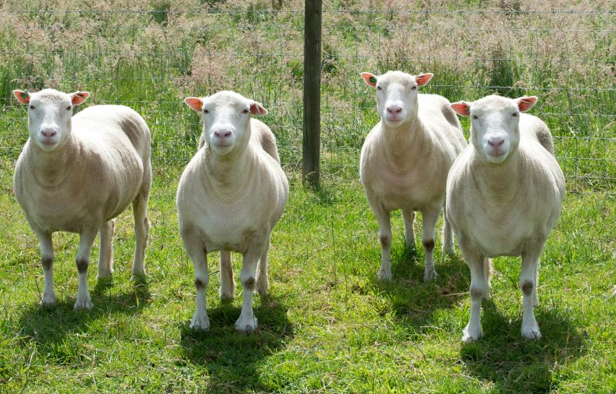 Los clones de la oveja Dolly envejecen con buena salud