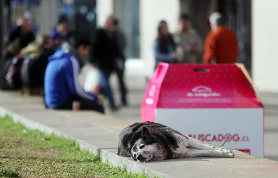 La inmensa población de perros callejeros chilenos halla un amigo en Internet