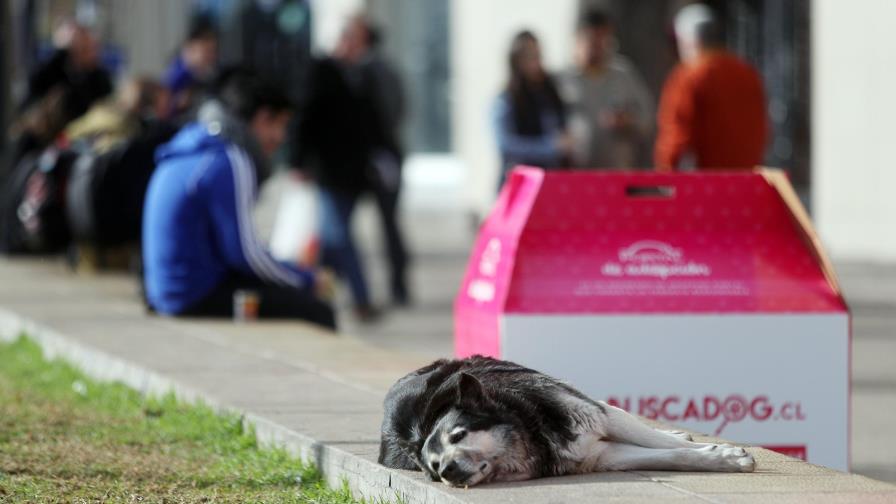 La inmensa población de perros callejeros chilenos halla un amigo en Internet