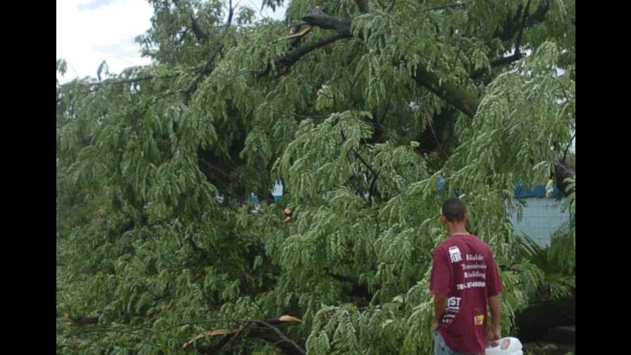 Ventarrón tumba árboles en Loma de Cabrera