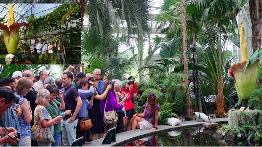 Visitantes en botánico de El Bronx contemplan  a la pestilente “Flor Cadáver”