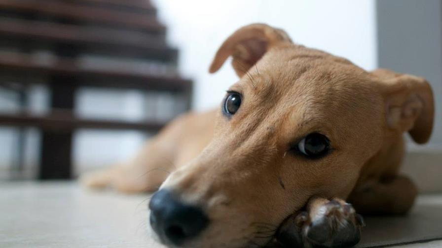 Primera mascota en casa